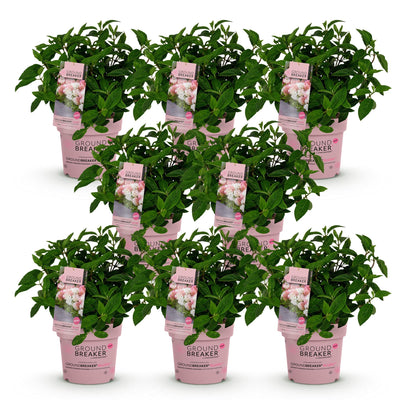 8x Grosse Bauernhortensie 'Groundbreaker Blush' - Winterhart - Topf 14cm