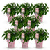 8x Large Hydrangea macrophylla 'Groundbreaker Blush' - Winter-hardy - 14cm pot Bild 2