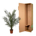 Kanarische Dattelpalme Phoenix Canariensis – 180 cm Bild 3