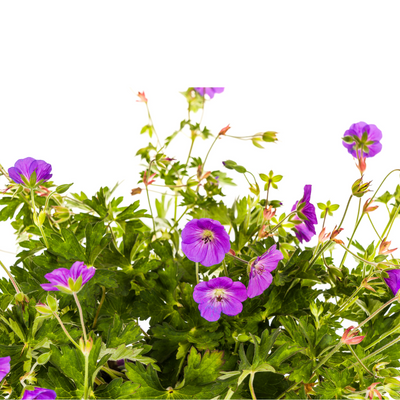 Geranium Rozanne 'Purple', Ø19cm, 20-30cm