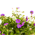 Geranium Rozanne 'Purple', Ø19cm, 20-30cm Bild 2