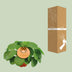 Pilea Peperomioides Zimmerpflanze Ø15cm - ↕30cm Bild 3