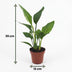 Green boutiQ - Strelitzia Reginea - Paradiesvogelblume - 1 Pflanze - mit Seegraskorb - Topf 12cm - Höhe 35cm Bild 5