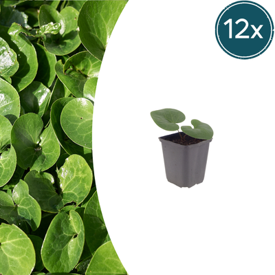 12x Europäische Haselwurz (Asarum europaeum) 10-25cm