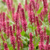 Green boutiQ - Perennial - Persicaria amplexicaulis - Knotweed - Shade - Red - 3 Plants - Pot 11cm - Height 15-25cm Bild 4