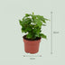 2x Coffea Arabica Kaffeepflanze - Ø 12 cm - Höhe: 25 cm Bild 2