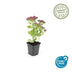 6x Sedum 'Autumn Joy' - 10-25cm - Ø9cm Bild 2