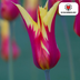 Tulpenzwiebeln 'Fire Wings' – 20 Stück | Rote & Gelbe Flammen Bild 5