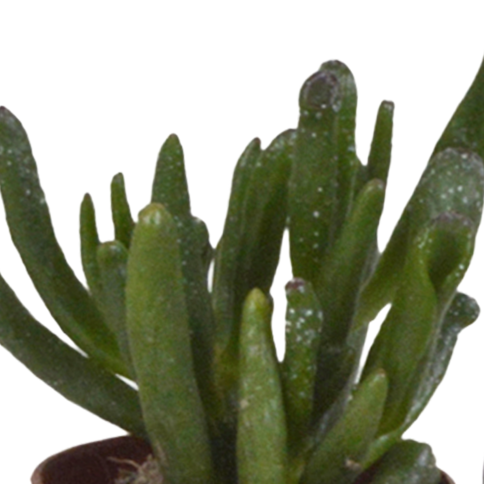 Vetplanten-Mischung 5,5 cm - 10x - zonder pot