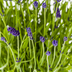 10er Spar-Bundle: 5x Lavendel angustifolia (Echter Lavendel) & 5x Zebra Gras 'Strictus' - Beet-Pflanzen Set - 40-60cm (19cm & 23cm Topf) Bild 11