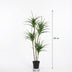 Kunst Dracaena 165cm - Künstliche Pflanze für stilvolles Ambiente Bild 2