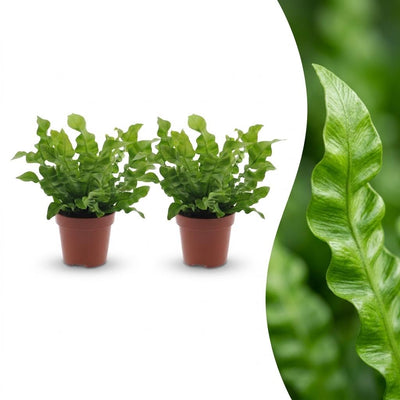Green boutiQ - Asplenium Crispy Wave - Krauser Wellenfarn - 2 Pflanzen - Topf 12cm - Höhe - 30cm