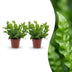 Green boutiQ - Asplenium Crispy Wave - Krauser Wellenfarn - 2 Pflanzen - Topf 12cm - Höhe - 30cm Bild 1