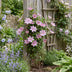 Clematis Piilu Climbing Plant – Pink Flowers, Easy Care, 2 Plants in Pot Bild 4
