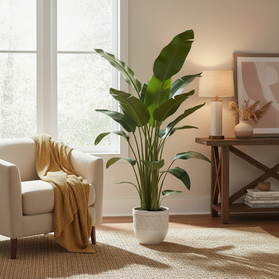 Strelitzia Nicolai XXL: White Bird of Paradise, 190-225 cm