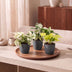 3x Epipremnum Tricolour Trio: Gelb-Grün-Creme | Ø6cm | 20-25cm Bild 3
