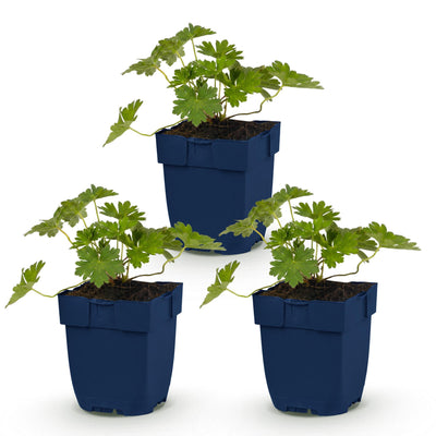 Green boutiQ - Perennial - Geranium 'Rozanne' - Cranesbill - Ground Cover - Blue - 3 Plants - Pot 11cm - Height 15-25cm