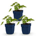 Green boutiQ - Perennial - Geranium 'Rozanne' - Crane's Bill - Ground Cover - Blue - 3 Plants - Pot 11cm - Height 15-25cm Bild 1