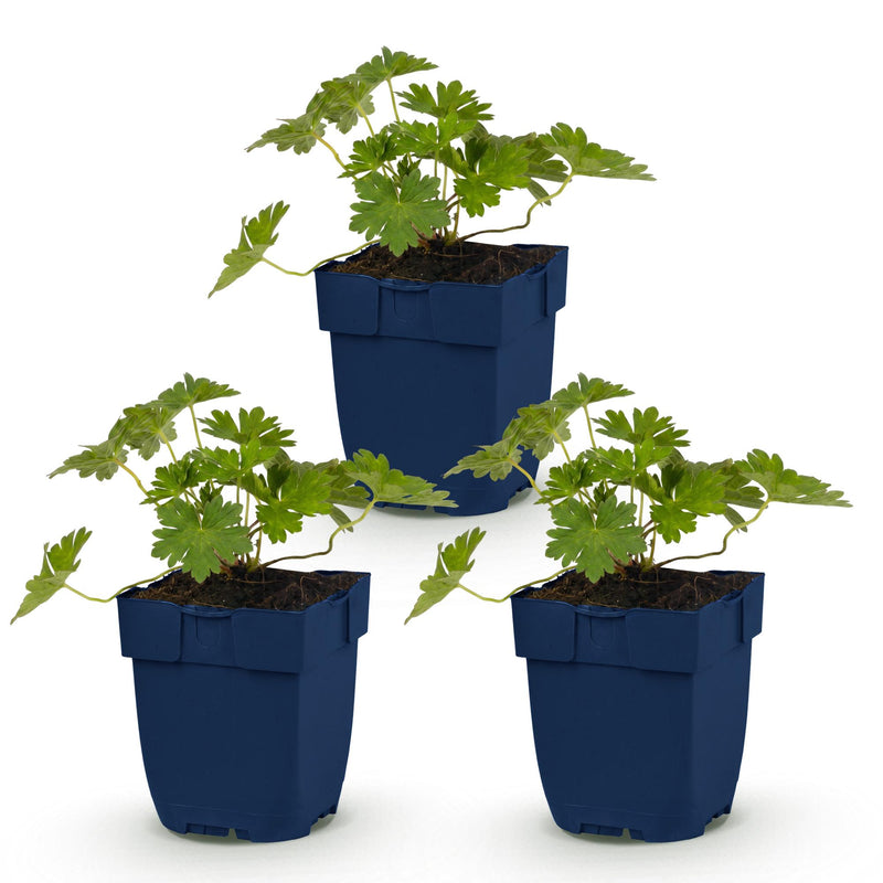 Green boutiQ - Perennial - Geranium 'Rozanne' - Crane's Bill - Ground Cover - Blue - 3 Plants - Pot 11cm - Height 15-25cm