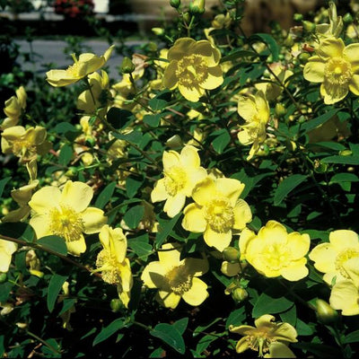 6x Hypericum 'Hidcote' - ↕10-25cm - Ø9cm