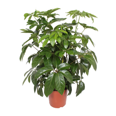 Schefflera Actinophylla Amate – Ø30cm, ↕120cm