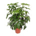 Schefflera Actinophylla Amate - Ø30cm - ↕120cm Bild 1