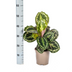 Calathea Medallion Ø17cm - ↕40 - 50cm Bild 2