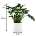 Philodendron Xanadu Houseplant in White Pot, 60cm Bild 3