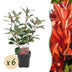 Photinia Red Robin Heckenpflanze - 6 Stück, Immergrün Bild 1