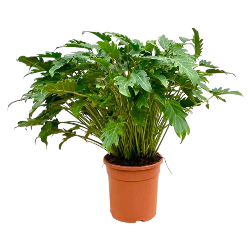 Philodendron Xanadu 80 cm: Tropische Eleganz für Ihr Zuhause