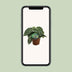 Peperomia Sarcophylla - Zimmerpflanze mit attraktiven Blattmustern Bild 5