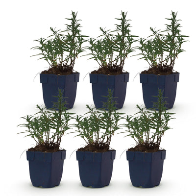 Green boutiQ - Perennial - Aster (D) Mediterranean - Sea Aster - Bee and Butterfly Attractor - Purple - 6 Plants - Pot 11cm - Height 15-25cm
