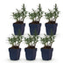 Green boutiQ - Perennial - Aster (D) Mittelmeer - Sea Aster - Bee and Butterfly Attractor - Purple - 6 Plants - Pot 11cm - Height 15-25cm Bild 1