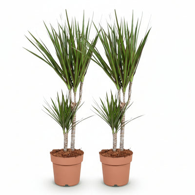 Green boutiQ - Zimmerpflanzen - Dracaena Marginata - Drachenblutbaum - Wenig Pflege - Grün - 2 Pflanzen - Topf 17cm - Höhe 70-80cm