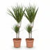 Green boutiQ - Zimmerpflanzen - Dracaena Marginata - Drachenblutbaum - Wenig Pflege - Grün - 2 Pflanzen - Topf 17cm - Höhe 70-80cm Bild 2