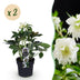 Lenzrose 'Double Ellen White' - Immergrüne weiße Blüte, 2 Pflanzen Bild 1