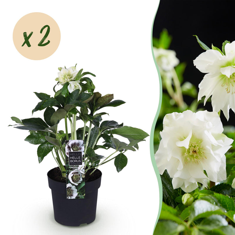 Lenzrose 'Double Ellen White' - Immergrüne weiße Blüte, 2 Pflanzen