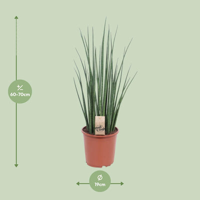 Sansevieria Mikado - Zimmerpflanze Ø19cm, ↕70cm
