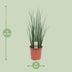 Sansevieria Mikado - Zimmerpflanze Ø19cm, ↕70cm Bild 2
