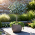Eucalyptus gunni 'Azura'®: Immergrüne Terrasse- & Kübelpflanze mit Duft Bild 6
