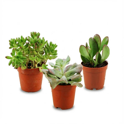 Mini Sukkulenten Mix: 3 Stück, Ø 5,5 cm, Pflegeleicht & Dekorativ