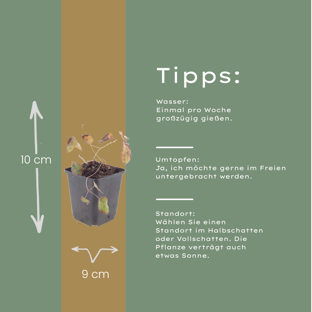 12x Epimedium rubrum Staude, 10-25cm, Ø9cm