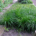 Carex morrowii Irish Green: Immergrünes Ziergras, winterhart, Topf 17cm Bild 6
