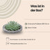 Wurzellose Echeveria Pulidonis im Beton-Übertopf Ø20cm Bild 3