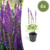 Salvia nem. 'Ostfriesland' (10-25cm), pack of 6, 9cm pot Bild 1