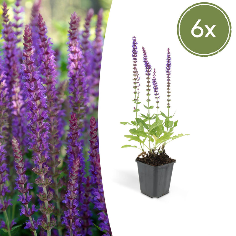 Salvia nem. 'Ostfriesland' (10-25cm), pack of 6, 9cm pot