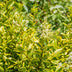 GreenboutiQ Liguster Ovalifolium Aureum: 8 Gelb-Grüne Heckenpflanzen, 1m Bild 7