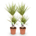 Green boutiQ - Zimmerpflanzen - Dracaena Sunray - Drachenblutbaum - Wenig Pflege - Grün - Gelb - 2 Pflanzen - Topf 17cm - Höhe 70-75cm Bild 2