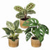 3x Baby Pflanzen Überraschungsbox - Tropisch & Farbenfroh - Ø6cm Bild 2