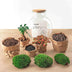 Flaschengarten - Teddy-Bonsai - ↕ 26,5 cm - Rechen + Schaufel Bild 4